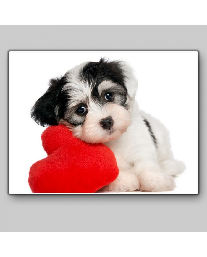 Cachorro de perro havanese