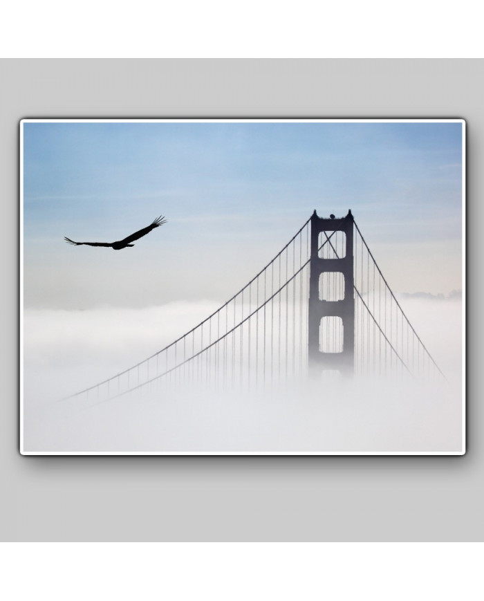 Ágila sobre el puente Golden Gate, San Francisco, California, USA