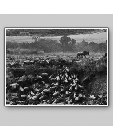 Migración  a través del río Mara, Kenia Migración  a través del río Mara, Kenia