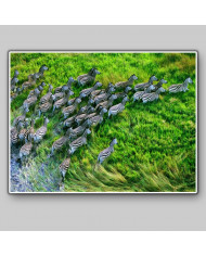 Grupo de zebras atravesando el  Parque Nacional de Nxai Pan, Botsuana