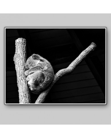 Koala, Queensland, Australia Koala, Queensland, Australia