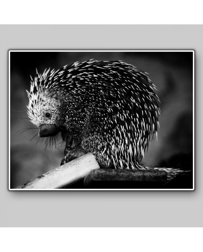 Puercoespín, Alaska, USA