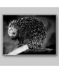 Puercoespín, Alaska, USA