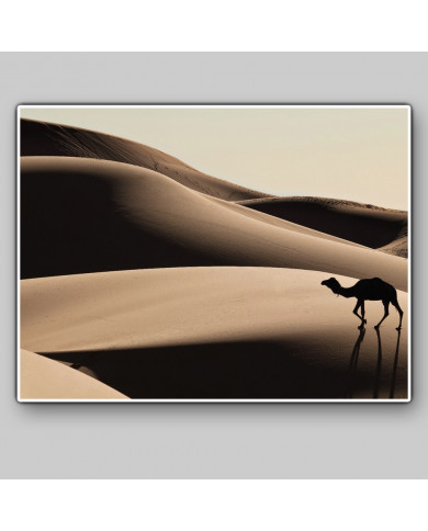 Camello en las dunas del desierto del Sahara Camello en las dunas del desierto del Sahara