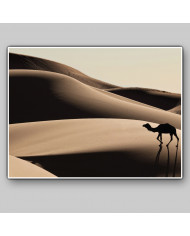 Camello en las dunas del desierto del Sahara