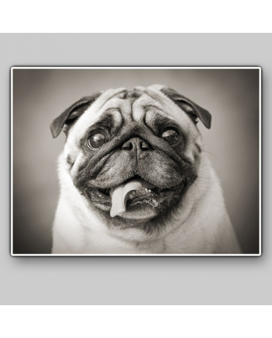 Cachorro Pug Cachorro Pug
