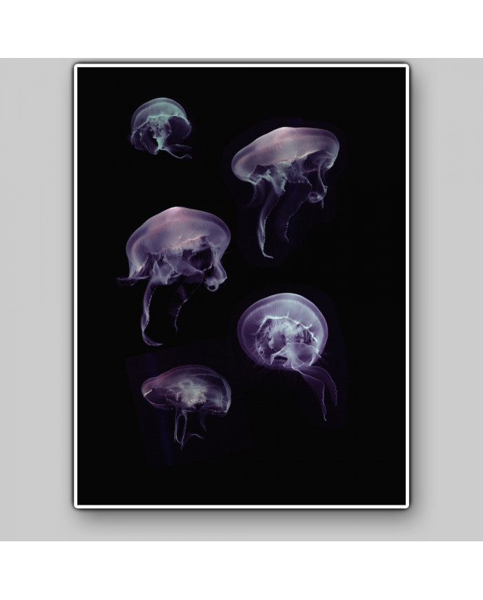 Composición de 5 medusas del Mediterráneo