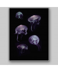 Composición de 5 medusas del Mediterráneo