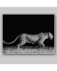 Leopardo al acecho, Parque Nacional Kruger, Sudáfrica