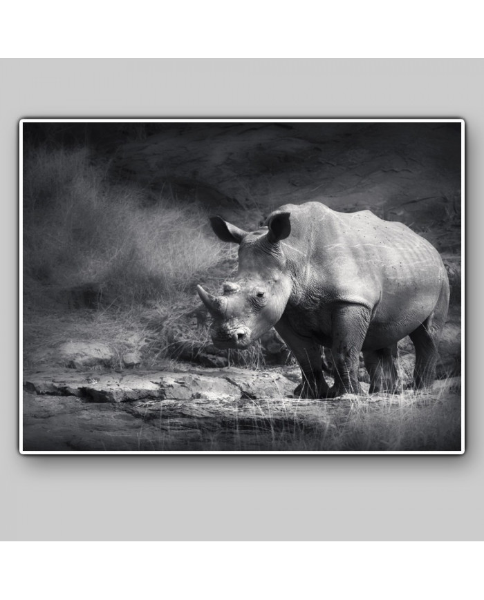 Rinoceronte blanco, Parque Nacional Garamba, Congo