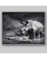 Rinoceronte blanco, Parque Nacional Garamba, Congo