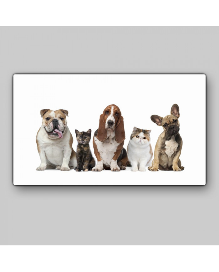 Los mejores amigos del hombre