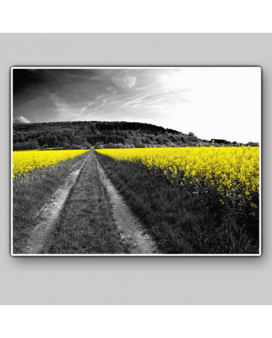 Campos amarillos Campos amarillos