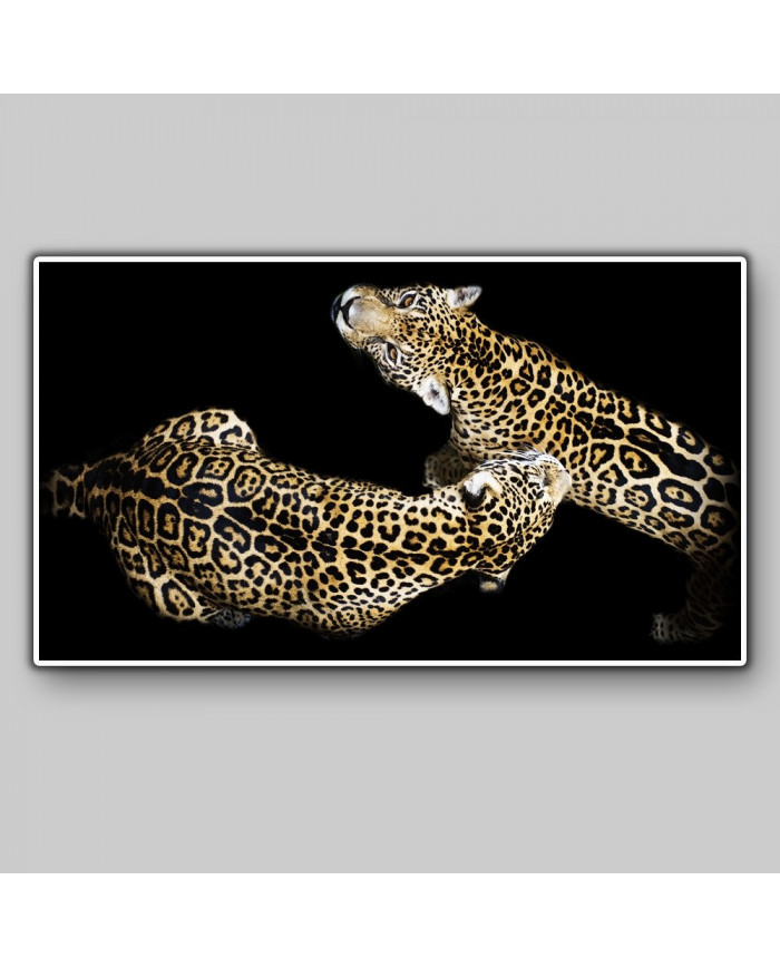 Apareamiento de dos leopardos