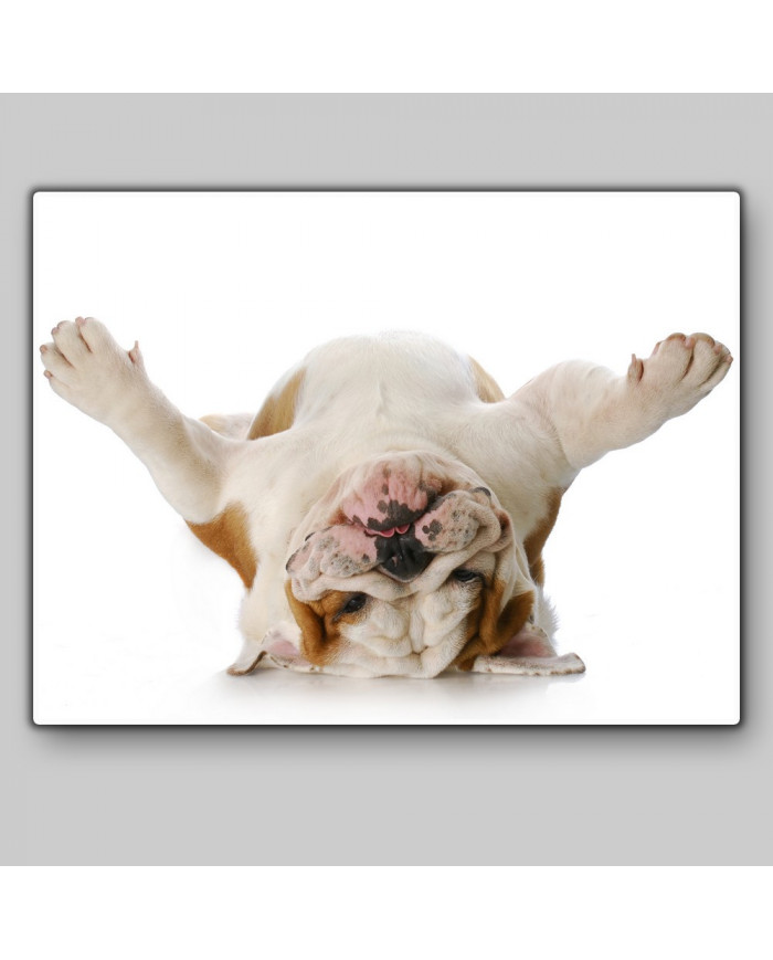 Bulldog del revés