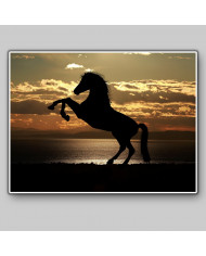 Caballo en la playa al atardecer