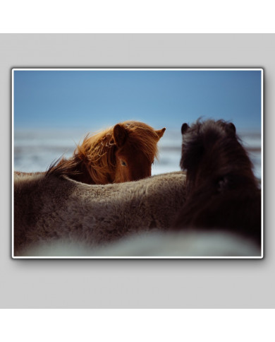 Caballos salvajes, Alaska Caballos salvajes, Alaska