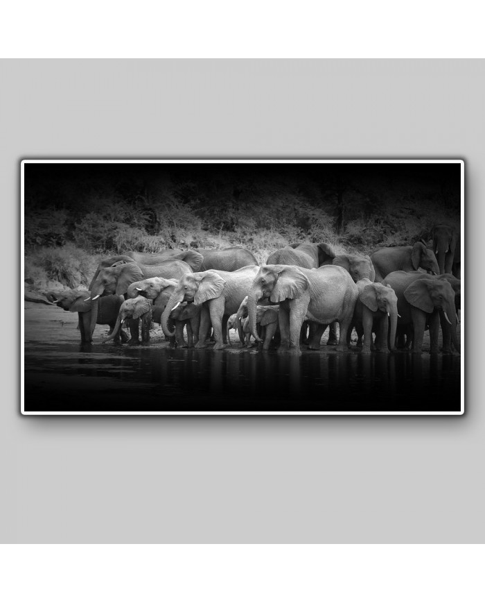 Columna de Elefantes, Parque Nacional Kruger, SudÁfrica