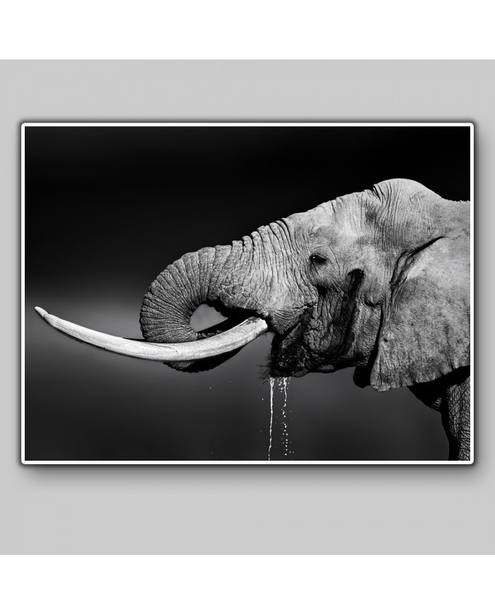 Elefante bebiendo, Parque Nacional Addo, SudÁfrica