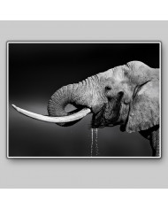 Elefante bebiendo, Parque Nacional Addo, SudÁfrica