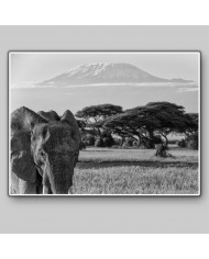 Elefante en el monte del Kilimanjaro, Tanzania