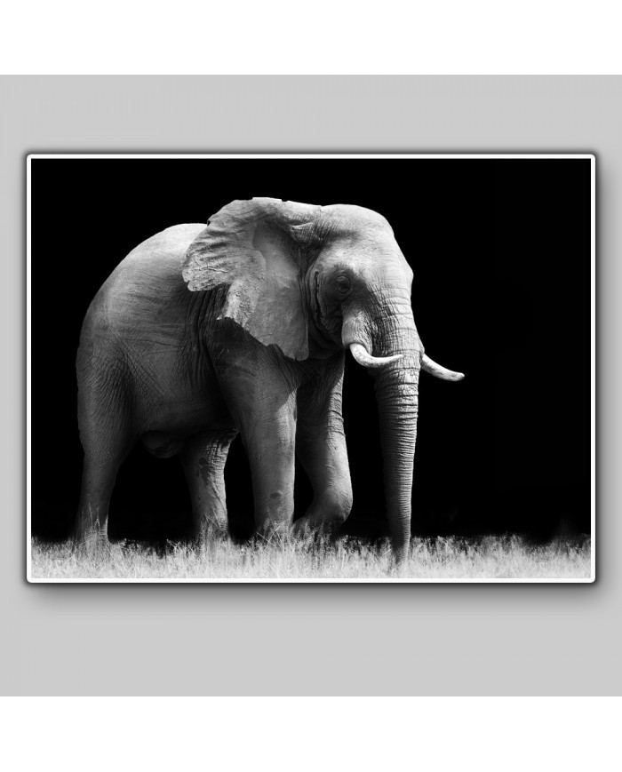 Elefante, Parque Nacional Etosha, Namibia