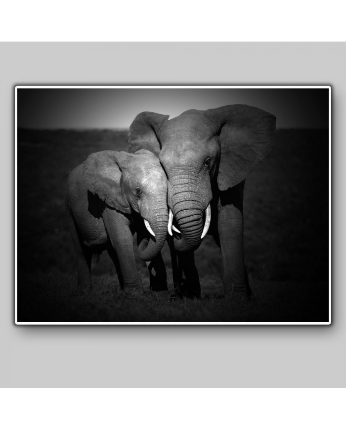 Elefantes, Parque Nacional Masai Mara, Tanzania