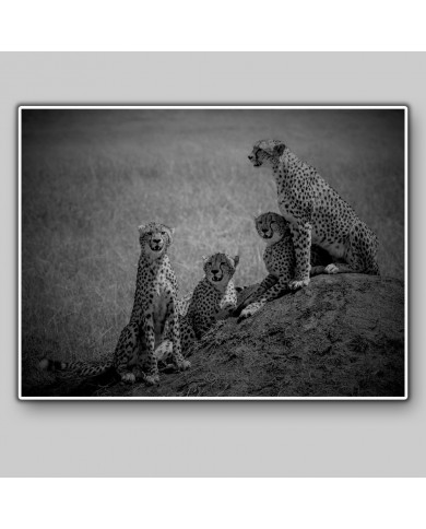 Familia de Cheetas, Parque Nacional Masai Mara, Kenia Familia de Cheetas, Parque Nacional Masai Mara, Kenia