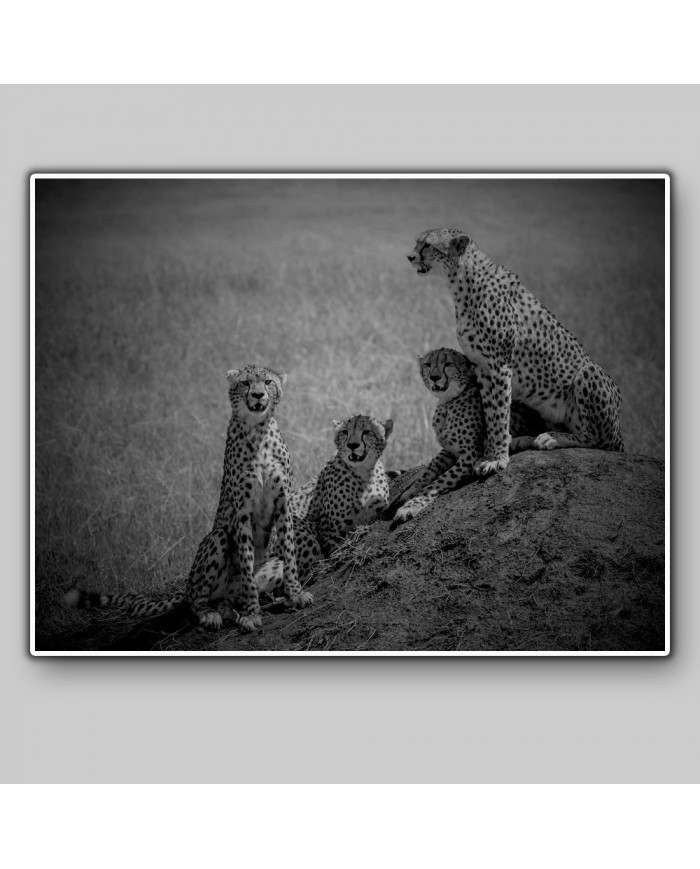 Familia de Cheetas, Parque Nacional Masai Mara, Kenia