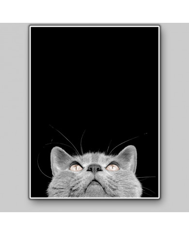 Gato Chartreux Gato Chartreux