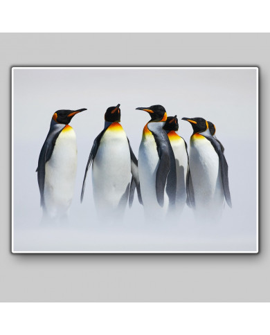 Grupo de pingüinos en la Antártida Grupo de pingüinos en la Antártida