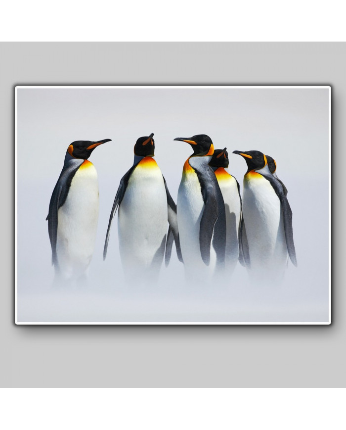 Grupo de pingüinos en la Antártida