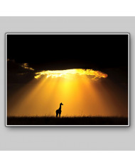 Jirafa al atardecer, Parque Nacional Masai Mara, Tanzania