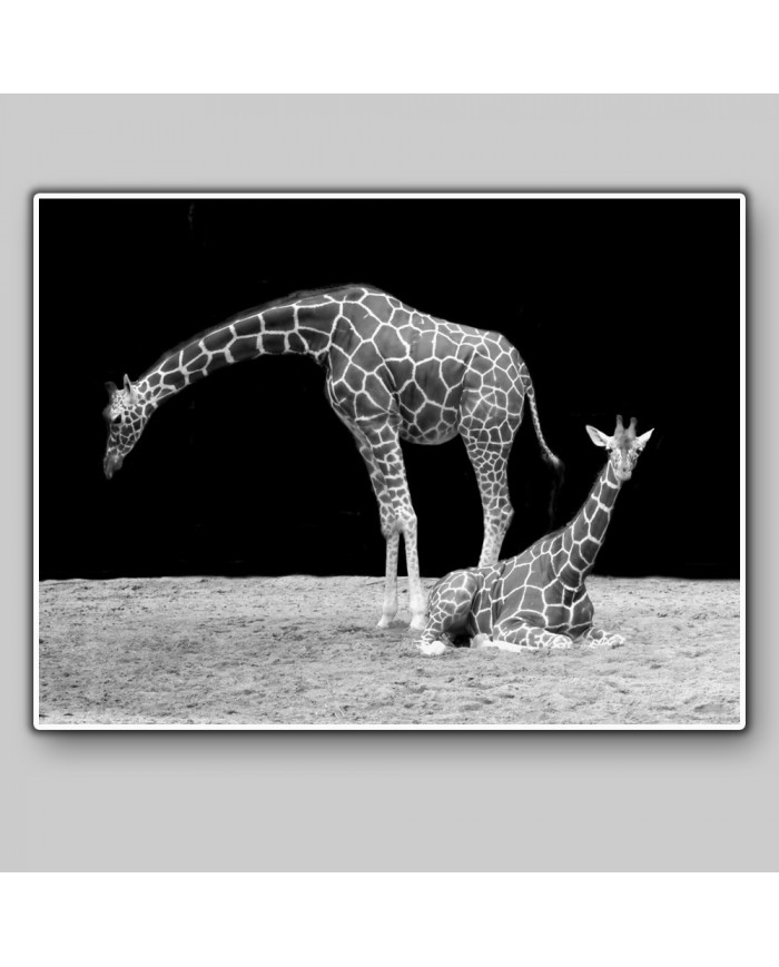 Jirafas Parque Nacional Masai Mara, Kenia