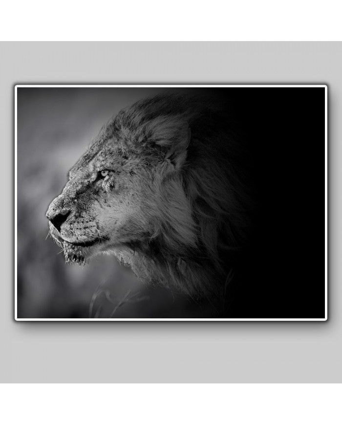 León al acecho, Parque Nacional Masai Mara, Kenia