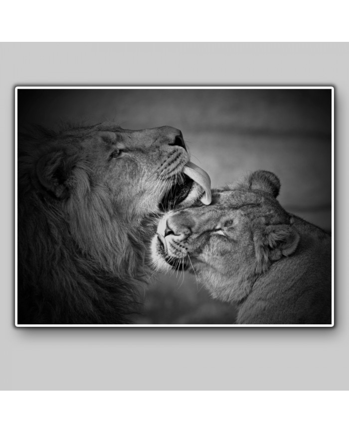 León con su cría,  Parque Nacional Addo, SudÁfrica