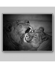 León con su cría,  Parque Nacional Addo, SudÁfrica