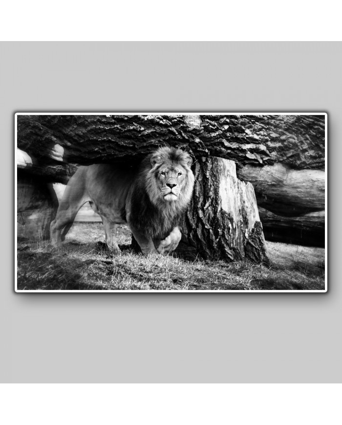 León en el Parque Nacional Etosha, Namibia