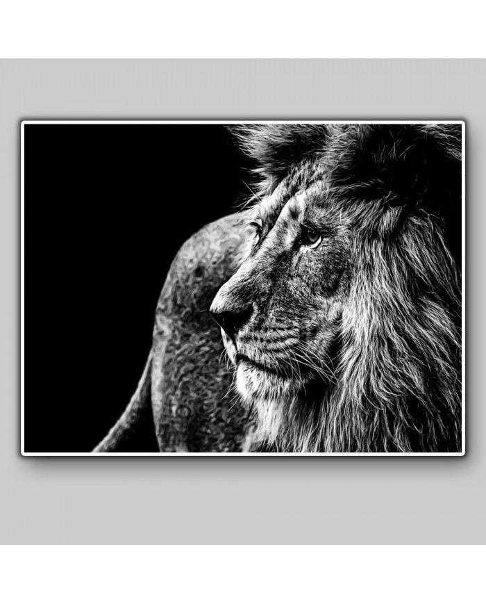 León, Parque Nacional Kruger, SudÁfrica