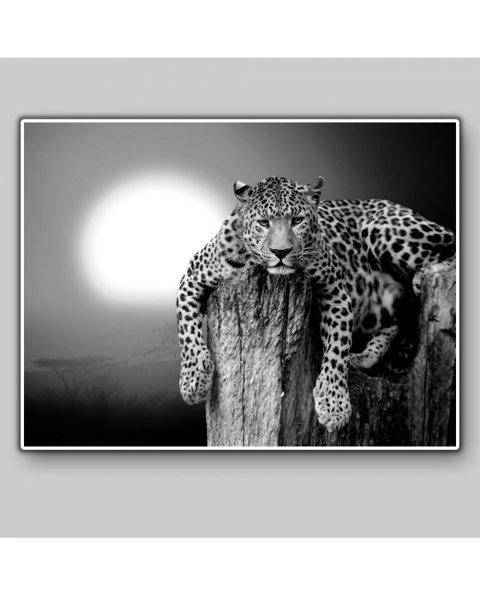 Leopardo descansando en un árbol, Parque Nacional Masai Mara, Tanzania