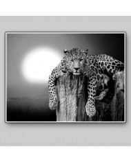 Leopardo descansando en un árbol, Parque Nacional Masai Mara, Tanzania