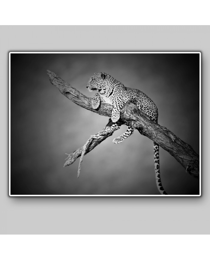 Leopardo, Parque Nacional Serengueti, Tanzania