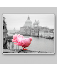 Paloma rosa junto al Gran Canal, Venecia