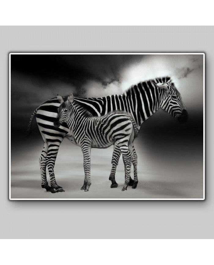 Retrato de dos cebras