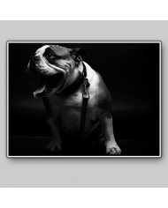 Retrato de un bulldog