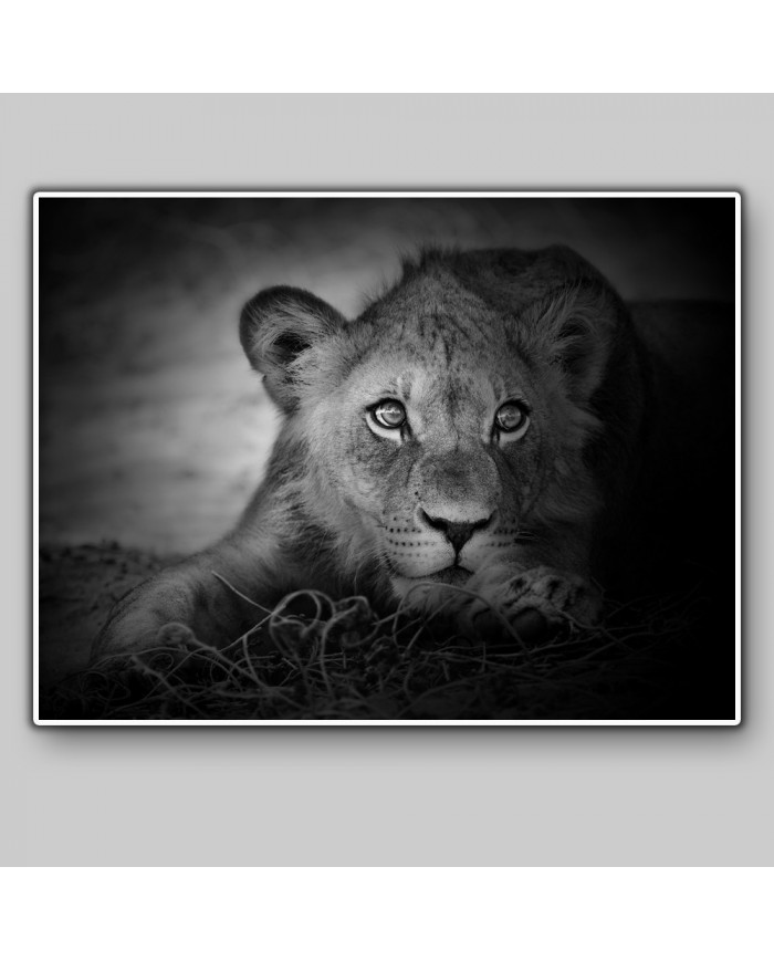 Retrato de un león joven, Parque Nacional Serengueti, Tanzania