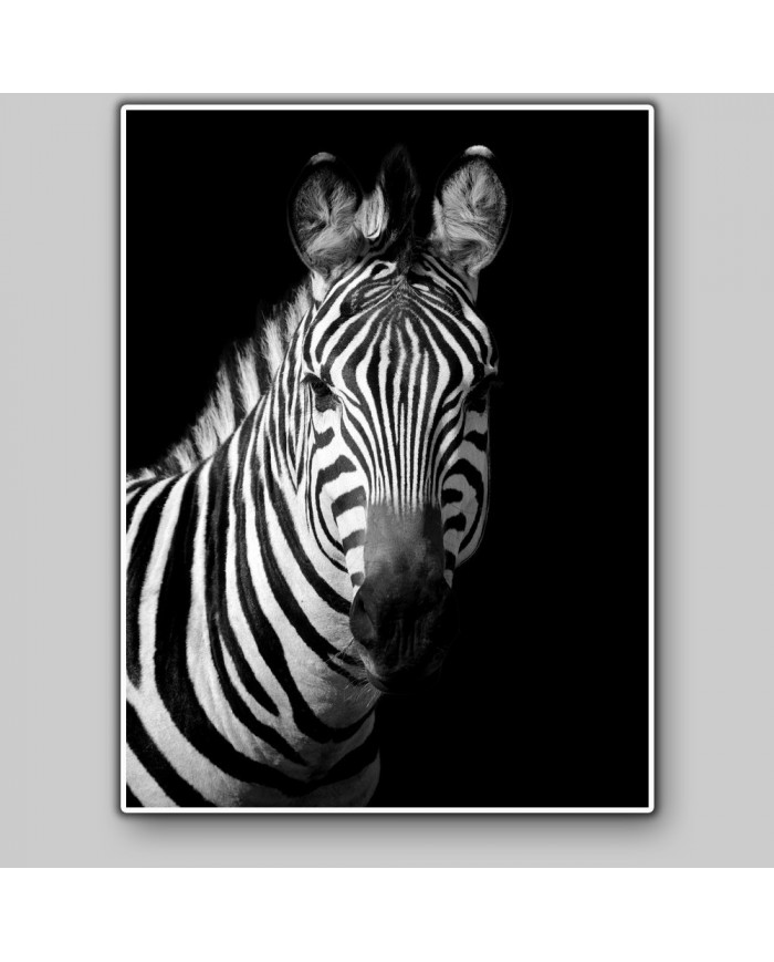 Retrato de una cebra, Parque Nacional Serengueti, Tanzania