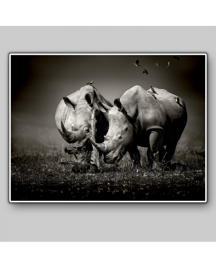 Rinocerontes rodeados de pájaros, Parque Nacional  Nakuru, Kenia