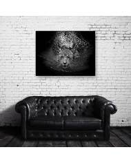 Leopardos nadando, Parque Nacional Serengueti, Tanzania