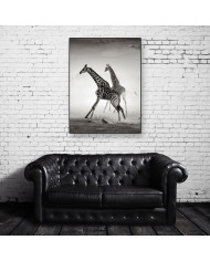 La carrera de las jirafas, Parque Nacional Naironi, Kenia